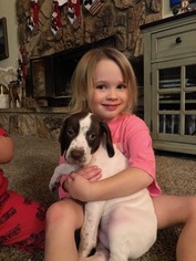 German Shorthaired Pointer Puppy for sale in LOS ALAMOS, CA, USA