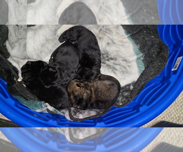 Medium Photo #3 German Shepherd Dog Puppy For Sale in BEAVER, OH, USA