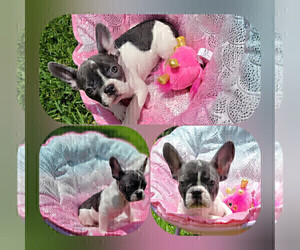 French Bulldog Puppy for sale in SAINT PETERSBURG, FL, USA