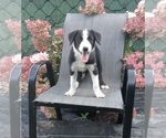 Small Photo #2 Border Collie Puppy For Sale in FREDERICKSBURG, OH, USA