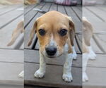 Small Photo #3 Beagle Puppy For Sale in Brooklyn Center, MN, USA
