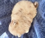 Small #1 Pomeranian
