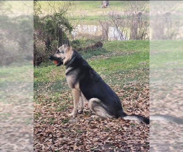 Medium Photo #1 German Shepherd Dog Puppy For Sale in New Orleans, LA, USA