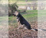 Small German Shepherd Dog