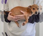 Small #2 Jack Russell Terrier Mix