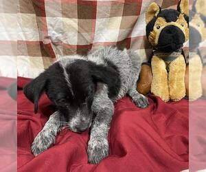 Australian Cattle Dog-Labrador Retriever Mix Dogs for adoption in Modesto, CA, USA