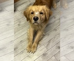 Small Photo #1 Golden Retriever Puppy For Sale in SUN VALLEY, NV, USA