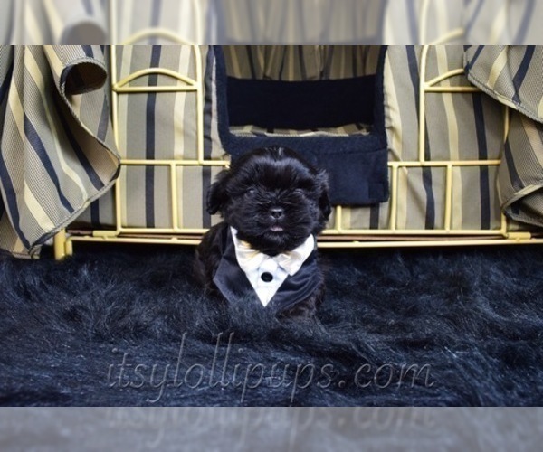 Medium Photo #29 Shih Tzu Puppy For Sale in HAYWARD, CA, USA