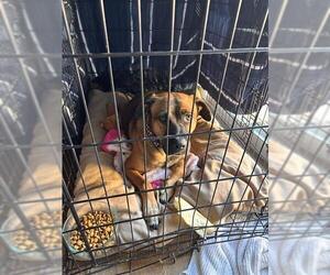 *HOUSTON - Male Mutt Dog for Adoption - Photo #2