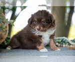 Small #1 Miniature Australian Shepherd