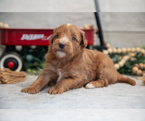 Medium Goldendoodle (Miniature)