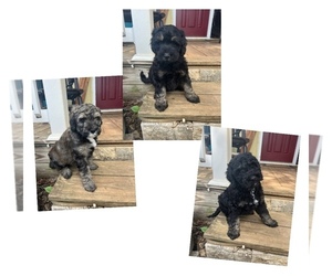 Aussiedoodle Puppy for sale in MARYVILLE, TN, USA