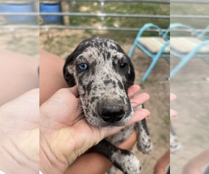 Great Dane Puppy for sale in HUGHES SPRINGS, TX, USA