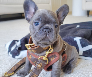 French Bulldog Puppy for sale in KANSAS CITY, MO, USA