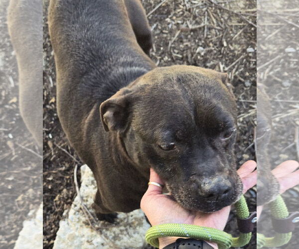 Medium Photo #5 Boxador Puppy For Sale in Jackson, MS, USA