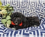 Small Photo #4 Lhasa-Poo Puppy For Sale in LINCOLN UNIVERSITY, PA, USA