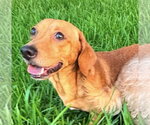 Small #1 Dachshund Mix