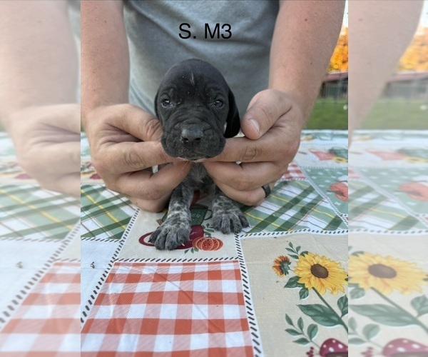 Medium Photo #21 German Shorthaired Pointer Puppy For Sale in ARGONNE, WI, USA