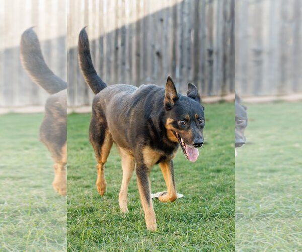 Medium Photo #9 Shepweiller Puppy For Sale in McKinney, TX, USA