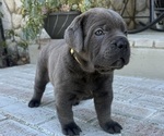 Small #5 Cane Corso