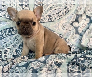 French Bulldog Puppy for sale in NEWTON, NJ, USA