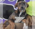 Small #9 Jack Russell Terrier Mix