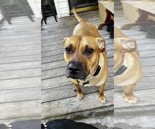Medium Photo #3 Boxador Puppy For Sale in Boston, MA, USA