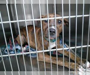 American Pit Bull Terrier-Unknown Mix Dogs for adoption in Oklahoma City, OK, USA