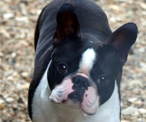 Father of the Boston Terrier puppies born on 03/04/2024