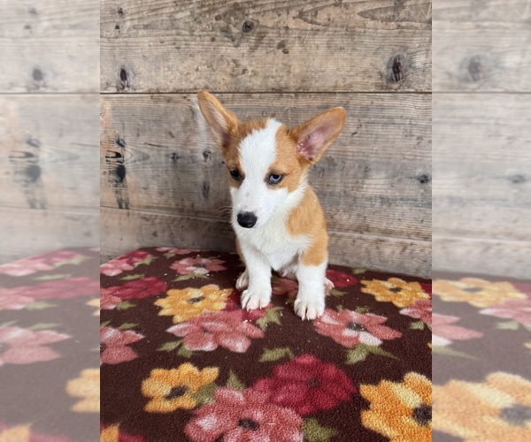 Medium Photo #7 Pembroke Welsh Corgi Puppy For Sale in VERMONTVILLE, MI, USA