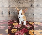 Small #6 Pembroke Welsh Corgi