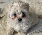 Small #6 Maltipoo (Miniature)