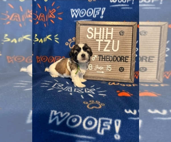 Medium Photo #1 Shih Tzu Puppy For Sale in NEW YORK MILLS, MN, USA