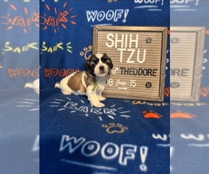 Medium Shih Tzu