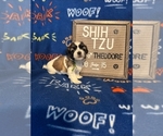 Puppy Theodore Shih Tzu