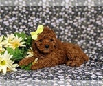 Small Photo #7 Poodle (Toy) Puppy For Sale in NEW PROVIDENCE, PA, USA