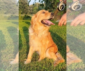 Golden Retriever Puppy for sale in FREMONT, MI, USA