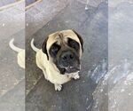 Small #1 Mastiff