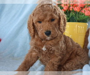 Goldendoodle (Miniature) Puppy for sale in GIRARD, KS, USA
