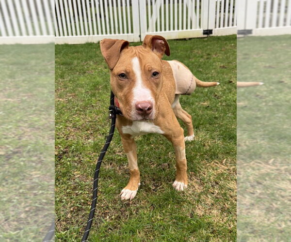 Medium Photo #10 American Pit Bull Terrier-Bull Terrier Mix Puppy For Sale in Brewster, NY, USA