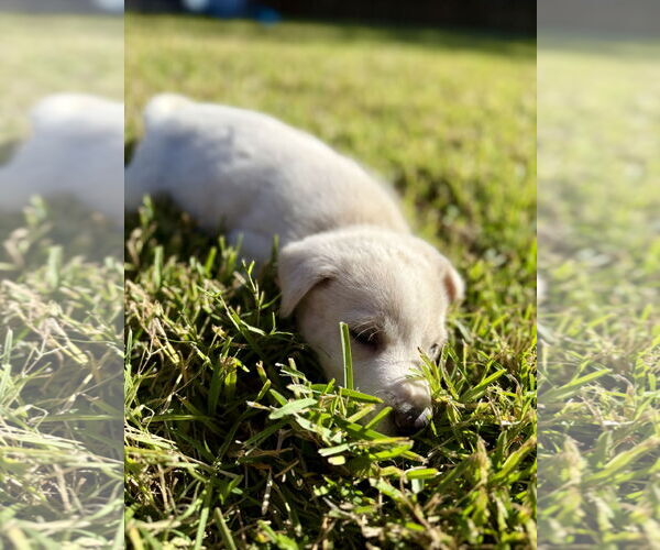 Medium Photo #4 Labrador Retriever-Unknown Mix Puppy For Sale in The Woodlands, TX, USA