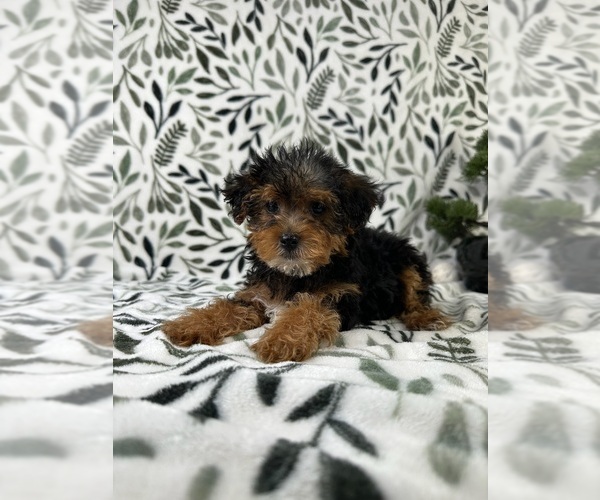 Medium Photo #3 YorkiePoo Puppy For Sale in GREENFIELD, IN, USA