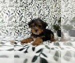Small #2 YorkiePoo