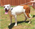 Small #1 American Pit Bull Terrier Mix