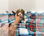 Puppy Roper Miniature Australian Shepherd