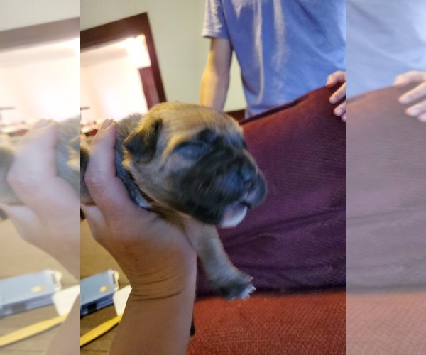 Medium Photo #2 Cane Corso Puppy For Sale in SPRINGFIELD, OH, USA