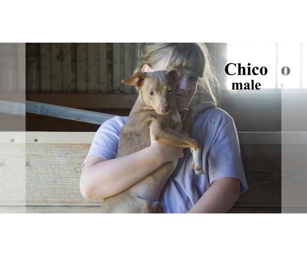 Medium Photo #14 Chihuahua Puppy For Sale in CLARE, MI, USA