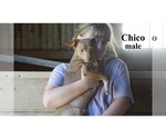 Small #13 Chihuahua