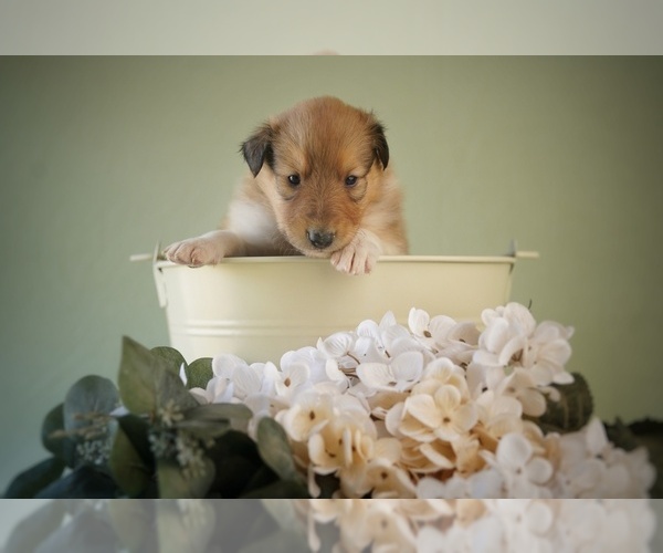 Medium Photo #6 Collie Puppy For Sale in PILOT, VA, USA