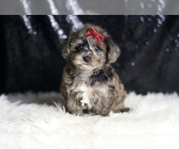 Medium Photo #2 YorkiePoo Puppy For Sale in WARSAW, IN, USA